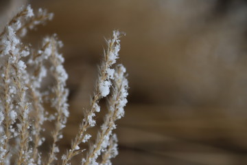 Gras mit Schnee