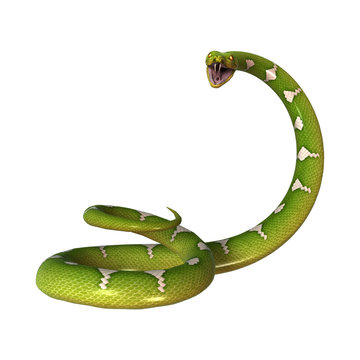 Green Tree Python on White