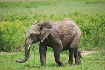 Un jeune éléphant.