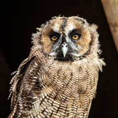 Portrait of a tawny owl.

