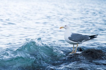 Möwe am Meer