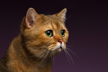 Obraz premium Closeup Golden British cat with green eyes on purple