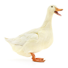 Fototapeta premium White duck on white.
