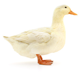 Fototapeta premium White duck on white.