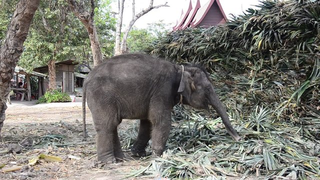 Thai Baby Elephant eating food in Ayutthaya, Thailand
