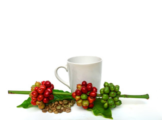 Red coffee beans on white background