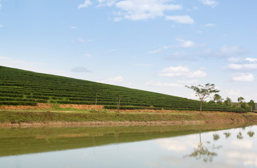 Obraz premium Tea plantation on mountain with pond and blue sky