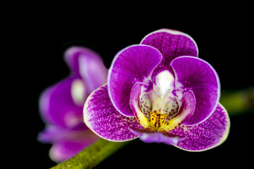 Phalaenopsis Orchidee mit Blüten