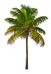 Palm tree isolated on white background - 100444786