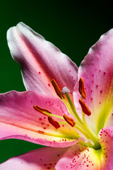 Lily, tropical flower with white-pink petals isolated on dark green background, closeup