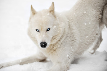 White huskey close up winter photo