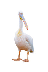 Pelican  in  zoo