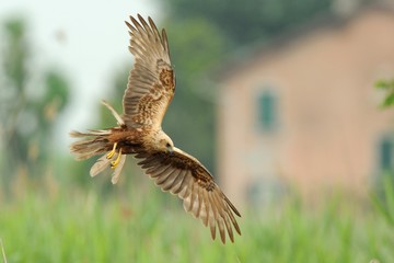 Marsh Harrier (Circus aeruginosus)