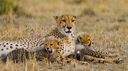 Mother cheetah and her cubs in the savannah. Kenya. Tanzania. Africa. National Park. Serengeti. Maasai Mara. An excellent illustration.