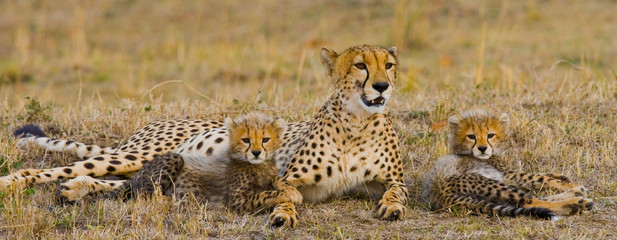 Mother cheetah and her cubs in the savannah. Kenya. Tanzania. Africa. National Park. Serengeti. Maasai Mara. An excellent illustration.