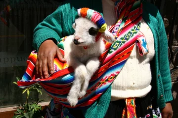 Fotobehang Lämmchen in peruanischer Tracht, Peru © andigia