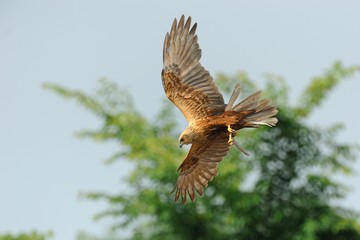 Marsh Harrier (Circus aeruginosus)