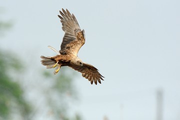 Marsh Harrier (Circus aeruginosus)