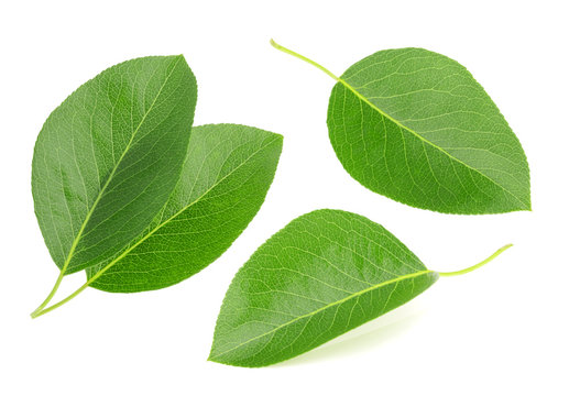 Pears leaves isolated on a white background