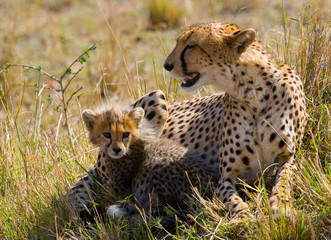 Mother cheetah and her cub in the savannah. Kenya. Tanzania. Africa. National Park. Serengeti. Maasai Mara. An excellent illustration.