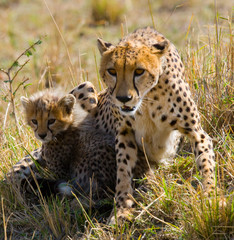 Mother cheetah and her cub in the savannah. Kenya. Tanzania. Africa. National Park. Serengeti. Maasai Mara. An excellent illustration.
