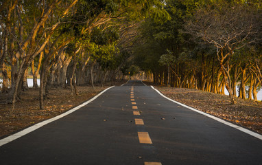 Road  in the park, afternoon time