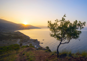 Tree on a rocky seashore at sunrise.