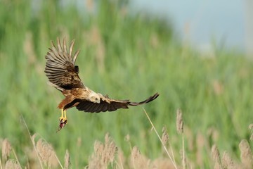 Marsh Harrier (Circus aeruginosus)
