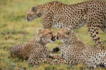 Three cheetah cubs sit one behind the other. Kenya. Tanzania. Africa. National Park. Serengeti. Maasai Mara. An excellent illustration.
