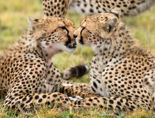 Two cheetahs in the savannah. Kenya. Tanzania. Africa. National Park. Serengeti. Maasai Mara. An excellent illustration.