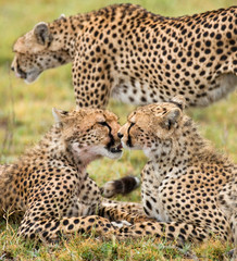 Three cheetahs in the savannah. Kenya. Tanzania. Africa. National Park. Serengeti. Maasai Mara. An excellent illustration.