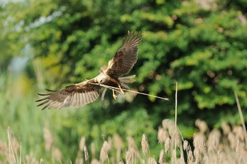 Marsh Harrier (Circus aeruginosus)