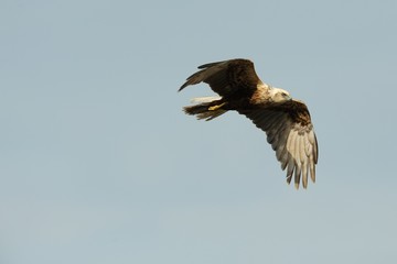 Marsh Harrier (Circus aeruginosus)