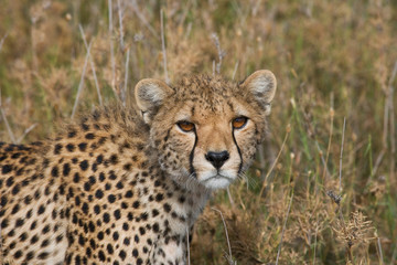 Portrait of a cheetah. Close-up. Kenya. Tanzania. Africa. National Park. Serengeti. Maasai Mara. 
