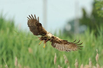 Marsh Harrier (Circus aeruginosus)