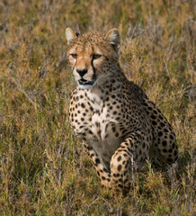 Obraz na płótnie Canvas Cheetah sitting in the savanna. Close-up. Kenya. Tanzania. Africa. National Park. Serengeti. Maasai Mara. An excellent illustration.
