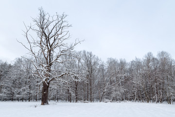 Snowy forest landscape with road driving into the woods.