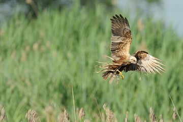 Marsh Harrier (Circus aeruginosus)