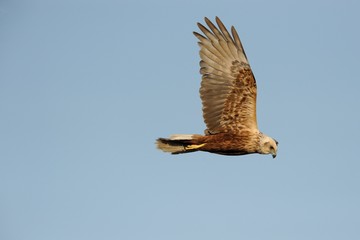 Marsh Harrier (Circus aeruginosus)