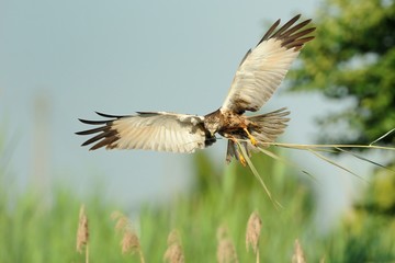 Marsh Harrier (Circus aeruginosus)