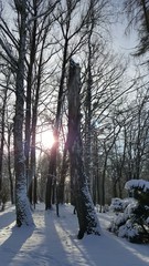 Las zimą © michalsen