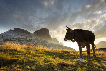 Cow and Beautiful landscape near to National Park Tre Cime di La