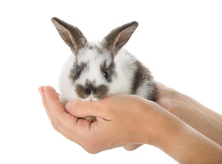 Fototapeta premium rabbit in hands