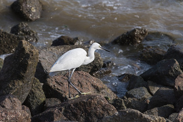 wildlife, sea Stork, stork Asian,