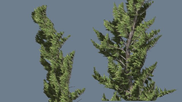 Hollywood Juniper Two Trees Close Up Coniferous Evergreen Shrub is Swaying at Strong Wind Small Tree Scale-Like Leaves Vivid Green Foliage Needles