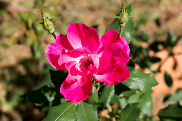 Fototapeta na wymiar Rose garden in the daytime