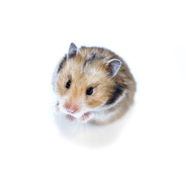 Brown Syrian hamster stands on his hind legs isolated on a white