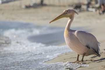 Pelican close up portrait on the beach in Cyprus.
