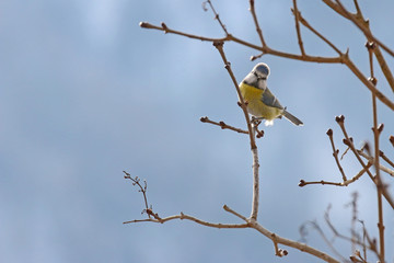The Eurasian Blue Tit bird (Parus Caeruleus, Blaumeise) perching on a branch with curious face during the Winter in Europe