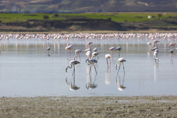 Fototapeta premium Pink and grey flamingos at the salt lake of Larnaca, Cyprus
